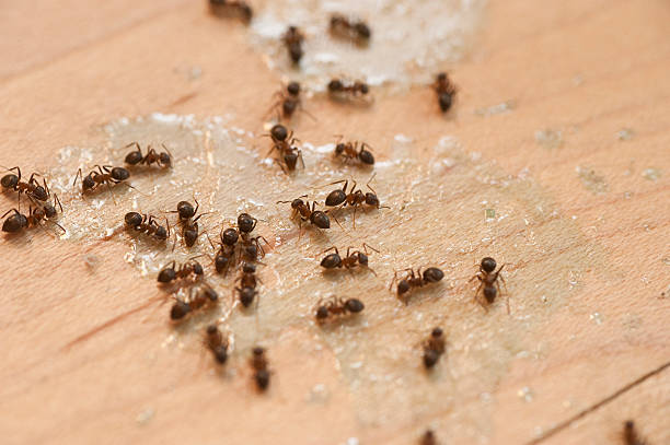 Best Bed Bug Extermination  in Newville, PA