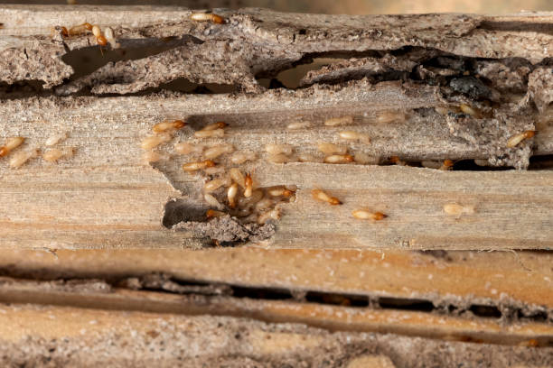 Best Pest Control for Businesses  in Newville, PA